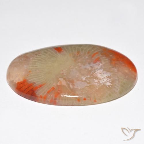 Coral Multicolor natural de 27.91 ct, Ovalada, Translúcido