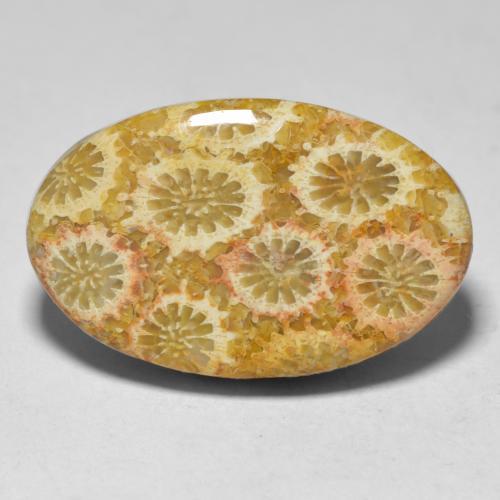Coral multicolor natural de 15,10 ct, corte óvalo, opaco