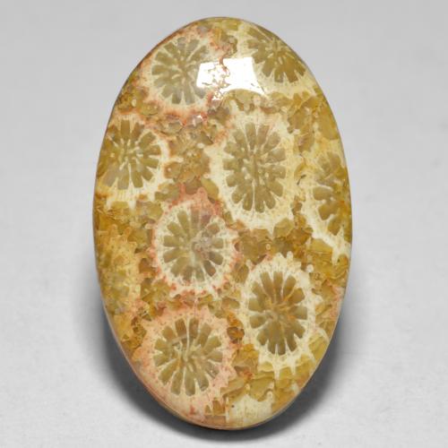 Coral multicolor natural de 15,10 ct, corte óvalo, opaco