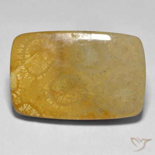 Coral Multicolor natural de 17.79 ct, Forma Cojín, Opaco
