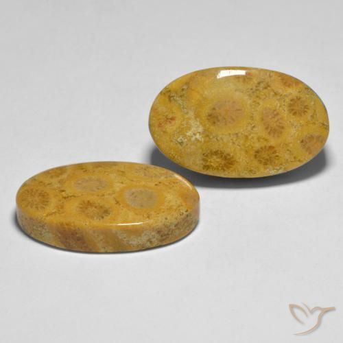 Gemas de Coral Multicolor natural de 27.44 ct, Ovalada, Opaco