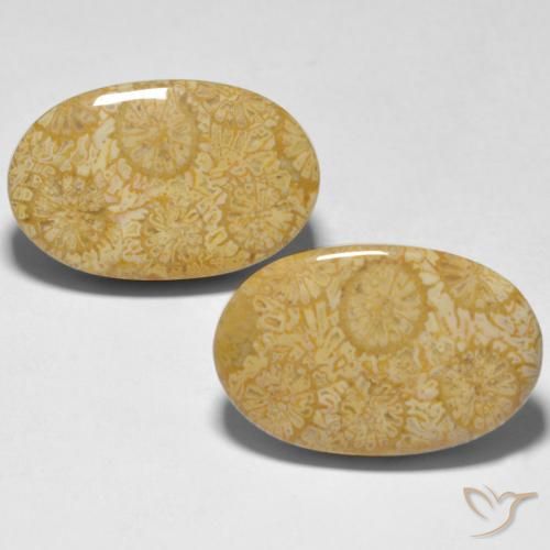 24.74ctw Natural Multicolor Coral, Ovalada, Opaco