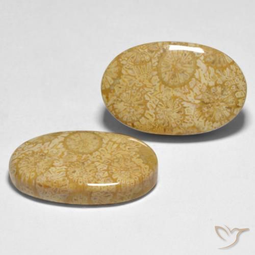 Gemas de Coral Multicolor natural de 24.74 ct, Ovalada, Opaco