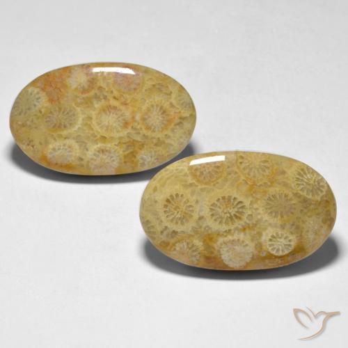 28.98ctw Natural Multicolor Coral, Ovalada, Opaco