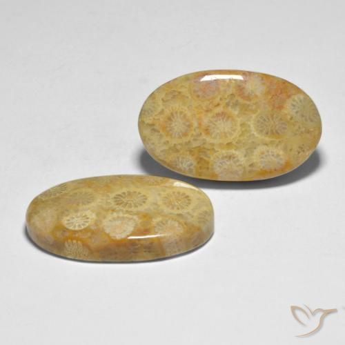 Gemas de Coral Multicolor natural de 28.98 ct, Ovalada, Opaco
