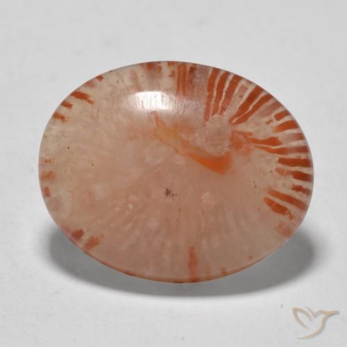 Coral Multicolor natural de 9.94 ct, Ovalada, Translúcido