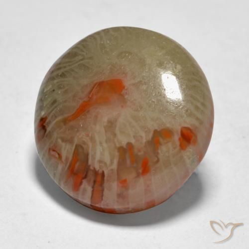 Coral Multicolor natural de 9.21 ct, Redondo, Translúcido