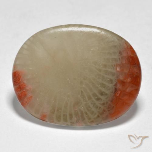 Coral Multicolor natural de 5.98 ct, Ovalada, Translúcido