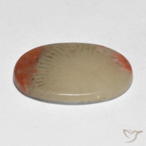 Coral Multicolor natural de 5.98 ct, Ovalada, Translúcido