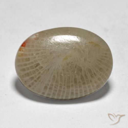 Coral Multicolor natural de 7.50 ct, Ovalada, Translúcido