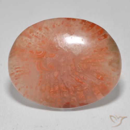 Coral Multicolor natural de 12.52 ct, Ovalada, Translúcido