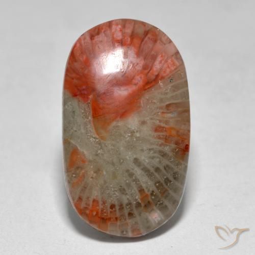 Coral Multicolor natural de 7.97 ct, Ovalada, Translúcido