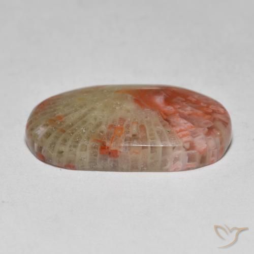 Coral Multicolor natural de 7.97 ct, Ovalada, Translúcido