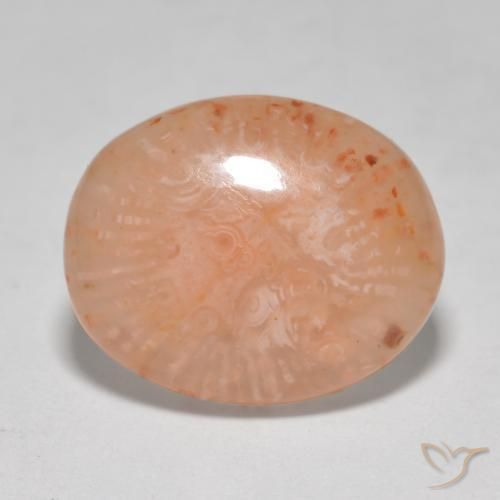 Coral Multicolor natural de 8.68 ct, Ovalada, Translúcido