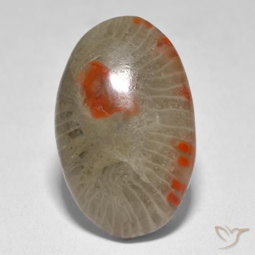 Coral Multicolor natural de 9.31 ct, Ovalada, Translúcido