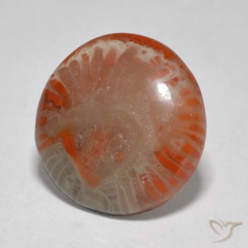 Coral Multicolor natural de 5.76 ct, Redondo, Translúcido