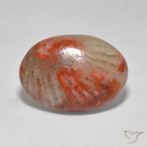 Coral Multicolor natural de 6.07 ct, Ovalada, Translúcido