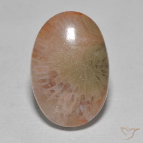 Coral Multicolor natural de 7.25 ct, Ovalada, Translúcido