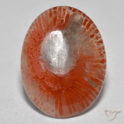 Coral multicolor natural de 8,54 ct, corte óvalo, translúcido