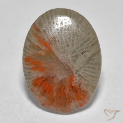Coral Multicolor natural de 4.11 ct, Ovalada, Translúcido