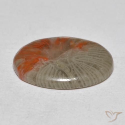 Coral Multicolor natural de 4.11 ct, Ovalada, Translúcido