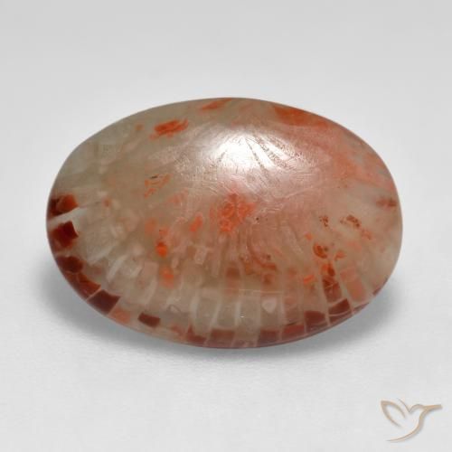 6.24ct Natural Multicolor Coral, Ovalada, Translúcido