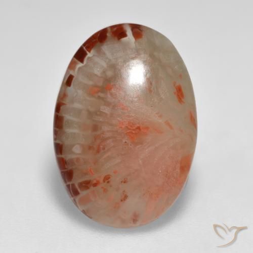 Coral Multicolor natural de 6.24 ct, Ovalada, Translúcido