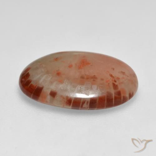Coral Multicolor natural de 6.24 ct, Ovalada, Translúcido