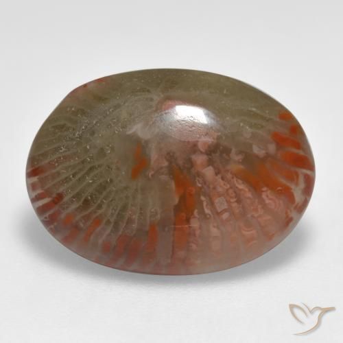 Coral Multicolor natural de 8.55 ct, Ovalada, Translúcido