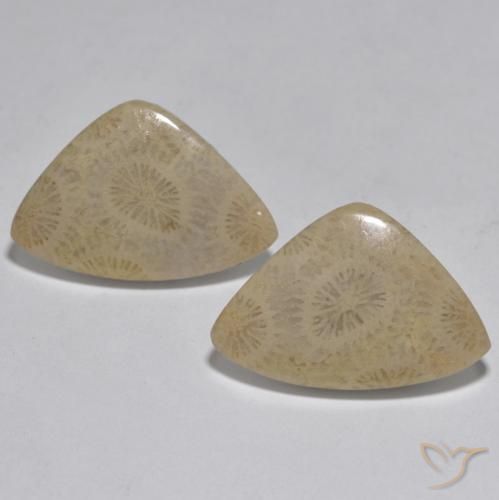 17.33ctw Natural Multicolor Coral, Elegante, Opaco, Photo A