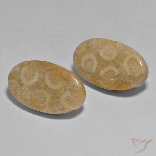 Gemas de Coral Multicolor natural de 27.96 ct, Ovalada, Opaco