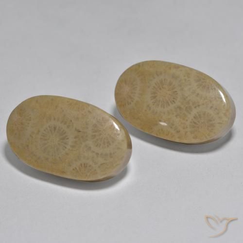 Gemas de Coral Multicolor natural de 26.78 ct, Ovalada, Opaco