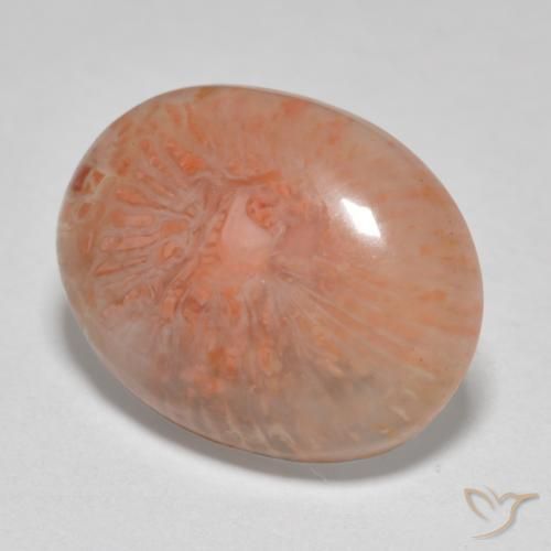 Coral Multicolor natural de 7.86 ct, Ovalada, Translúcido