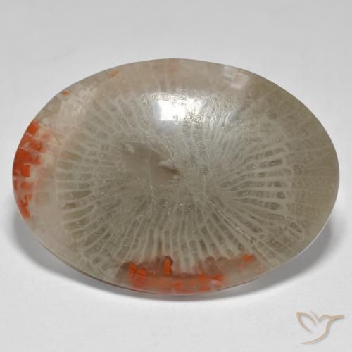 17.43ct Natural Multicolor Coral, Ovalada, Opaco
