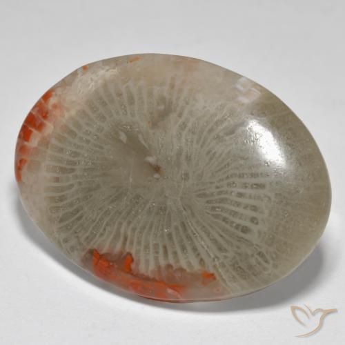 Coral Multicolor natural de 17.43 ct, Ovalada, Opaco