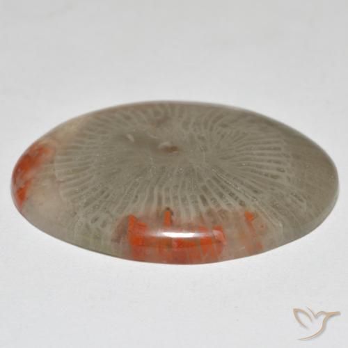 Coral Multicolor natural de 17.43 ct, Ovalada, Opaco