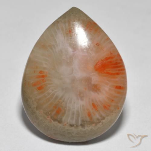 16.37ct Natural Multicolor Coral, En forma de pera, Translúcido