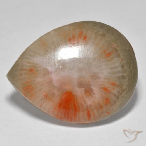 Coral Multicolor natural de 16.37 ct, En forma de pera, Translúcido