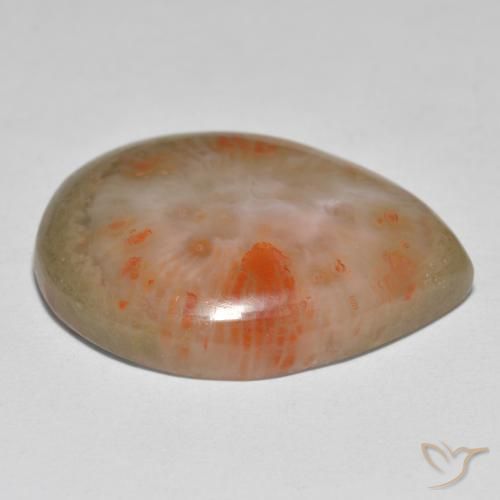 Coral Multicolor natural de 16.37 ct, En forma de pera, Translúcido