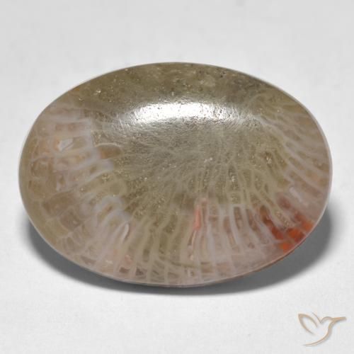 12.89ct Natural Multicolor Coral, Ovalada, Translúcido