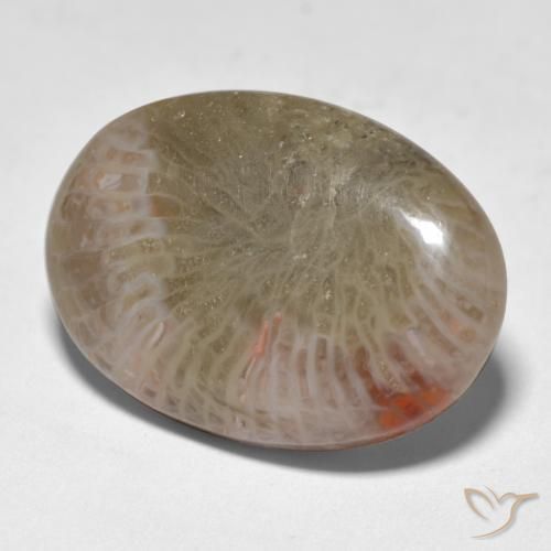 Coral Multicolor natural de 12.89 ct, Ovalada, Translúcido