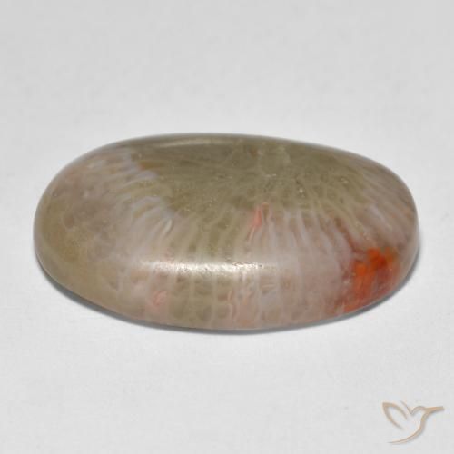 Coral Multicolor natural de 12.89 ct, Ovalada, Translúcido