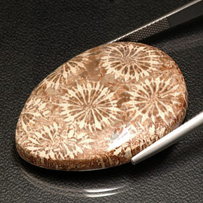 Coral fósil multicolor natural de 42,11 ct, en forma de pera, opaco