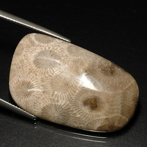Coral fósil multicolor natural de 31,46 ct, forma elegante, opaco