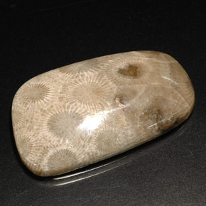 Coral fósil multicolor natural de 31,46 ct, forma elegante, opaco