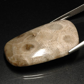 Coral fósil multicolor natural de 31,46 ct, forma elegante, opaco