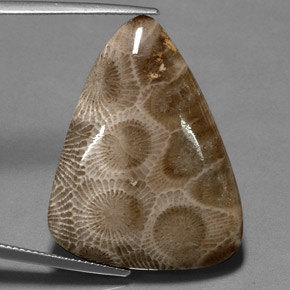 Coral fósil multicolor natural de 28,03 ct, forma elegante, opaco