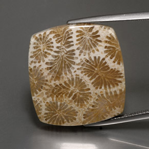 Coral fósil Multicolor natural de 24.22 ct, Cuadrado, Opaco