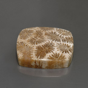 Coral fósil Multicolor natural de 24.22 ct, Cuadrado, Opaco