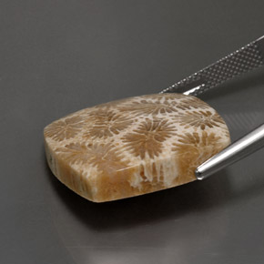 Coral fósil Multicolor natural de 24.22 ct, Cuadrado, Opaco